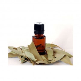 Anaplasis Ευκάλυπτος – Eycalyptus oil 10ml